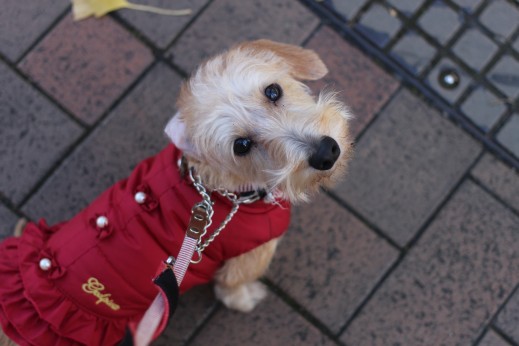 犬の保育園　ばうびー　しつけ　トレーニング　ワイヤーヘアードミニチュアダックスフンド　お散歩　環境慣れ
