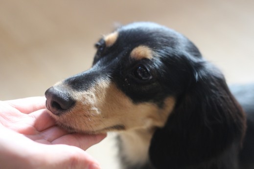 犬の保育園　ばうびー　しつけ　トレーニング　ミニチュアダックスフンド　アゴ　トリック