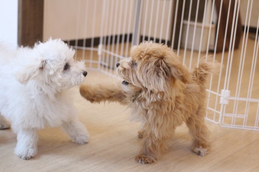 犬の保育園　ばうびー　しつけ　トレーニング　マルチーズ　トイプードル　MIX　遊び