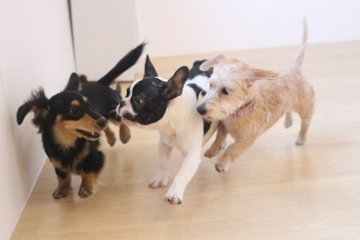 犬の保育園　ばうびー　しつけ　トレーニング　ワイヤーヘアードミニチュアダックスフンド　フレンチブルドッグ　3頭　遊び
