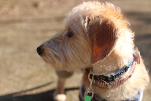 犬の保育園　ばうびー　しつけ　トレーニング　ワイヤーヘアードミニチュアダックスフンド　お散歩　首輪　リード　洋服　環境慣れ