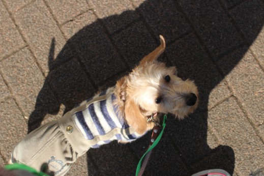 犬の保育園　ばうびー　しつけ　トレーニング　ワイヤーヘアードミニチュアダックスフンド　お散歩　首輪　リード　洋服　アイコンタクト