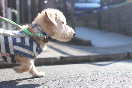 犬の保育園　ばうびー　しつけ　トレーニング　ワイヤーヘアードミニチュアダックスフンド　お散歩　首輪　リード　洋服　環境慣れ