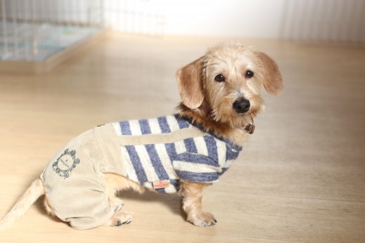 犬の保育園　ばうびー　しつけ　トレーニング　ワイヤーヘアードミニチュアダックスフンド　オスワリ　洋服