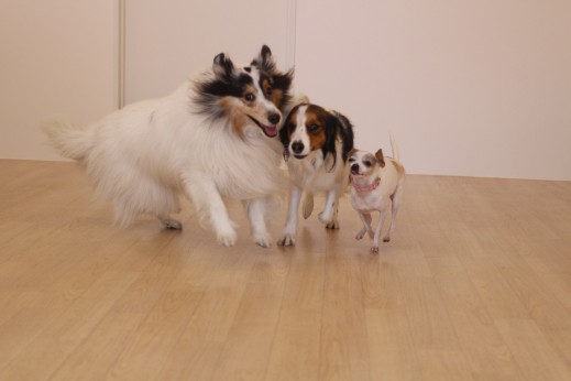 犬の保育園　ばうびー　しつけ　トレーニング　ミニチュアピンシャー　チワワ　コイケルホンディエ　シェルティー