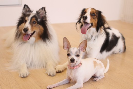犬の保育園　ばうびー　しつけ　トレーニング　ミニチュアピンシャー　チワワ　コイケルホンディエ　シェルティー