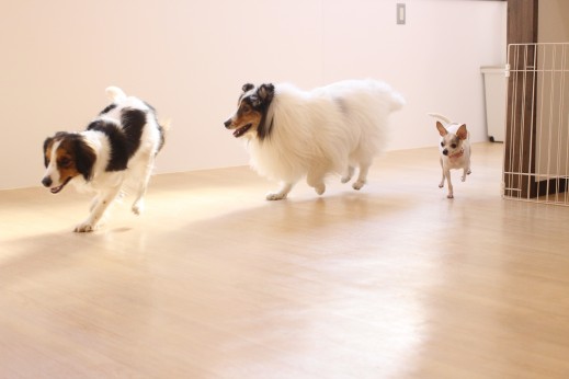 犬の保育園　ばうびー　しつけ　トレーニング　ミニチュアピンシャー　チワワ　コイケルホンディエ　シェルティー