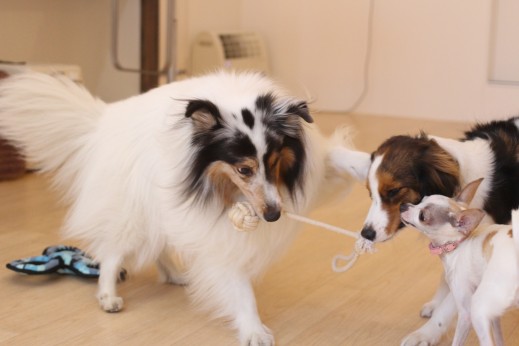 犬の保育園　ばうびー　しつけ　トレーニング　コイケルホンディエ　シェルティー　ミニチュアピンシャー　チワワ　コイケルホンディエ