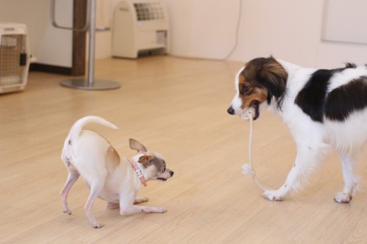 犬の保育園　ばうびー　しつけ　トレーニング　ミニチュアピンシャー　チワワ　コイケルホンディエ