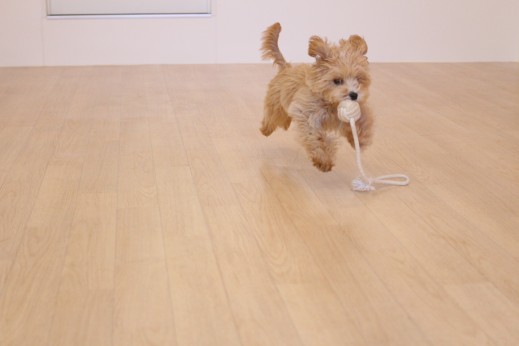 犬の保育園　ばうびー　しつけ　トレーニング　マルチーズ　トイプードル　MIX　おもちゃ遊び