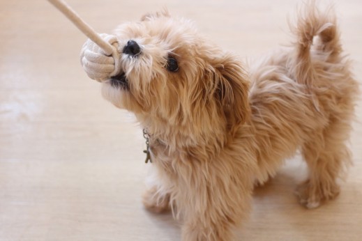 犬の保育園　ばうびー　しつけ　トレーニング　マルチーズ　トイプードル　MIX　おもちゃ遊び　引っ張りっこ