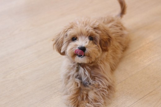 犬の保育園　ばうびー　しつけ　トレーニング　マルチーズ　トイプードル　MIX　フセ
