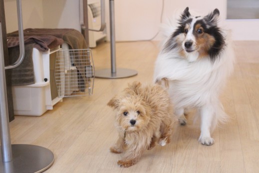 犬の保育園　ばうびー　しつけ　トレーニング　マルチーズ　トイプードル　MIX　シェルティー　2頭　遊び