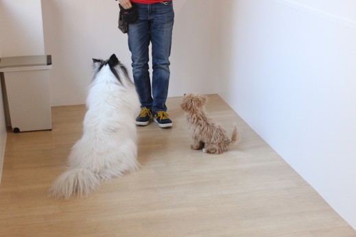 犬の保育園　ばうびー　しつけ　トレーニング　マルチーズ　トイプードル　MIX　オスワリ　