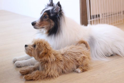 犬の保育園　ばうびー　しつけ　トレーニング　マルチーズ　トイプードル　MIX　シェルティー　2頭　フセ