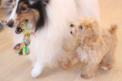 犬の保育園　ばうびー　しつけ　トレーニング　マルチーズ　トイプードル　MIX　シェルティー　2頭　おもちゃ遊び