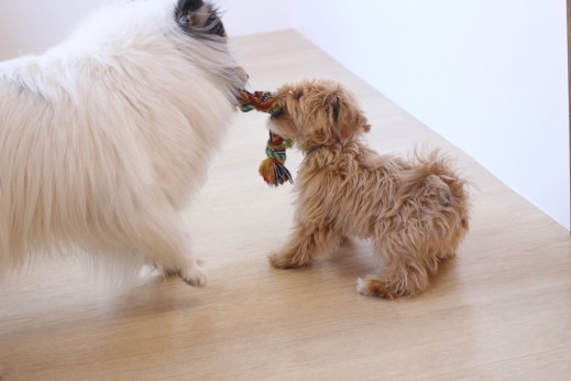 犬の保育園　ばうびー　しつけ　トレーニング　マルチーズ　トイプードル　MIX　シェルティー　2頭　おもちゃ遊び