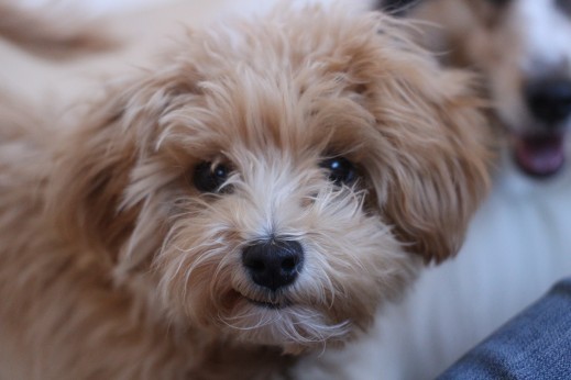 犬の保育園　ばうびー　しつけ　トレーニング　マルチーズ　トイプードル