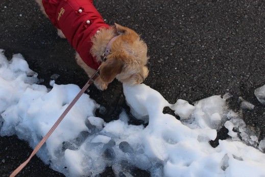 犬の保育園　ばうびー　しつけ　トレーニング　ワイヤーヘアードミニチュアダックスフンド　お散歩　雪道　首輪　リード　洋服