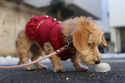 犬の保育園　ばうびー　しつけ　トレーニング　ワイヤーヘアードミニチュアダックスフンド　お散歩　雪道　首輪　リード　洋服