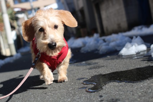 犬の保育園　ばうびー　しつけ　トレーニング　ワイヤーヘアードミニチュアダックスフンド　お散歩　雪道　首輪　リード　洋服