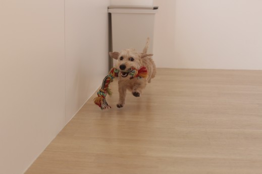 犬の保育園　ばうびー　しつけ　トレーニング　ワイヤーヘアードミニチュアダックスフンド　おもちゃ遊び
