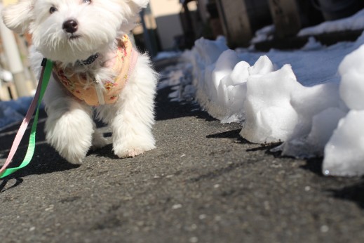 犬の保育園　ばうびー　しつけ　トレーニング　マルチーズ　トイプードル　MIX　お散歩