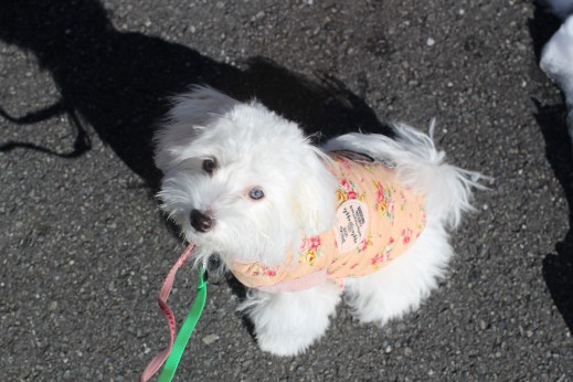 犬の保育園　ばうびー　しつけ　トレーニング　マルチーズ　トイプードル　MIX　お散歩　雪道　首輪　リード　洋服