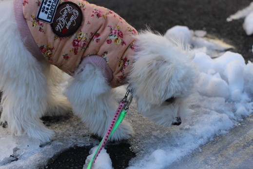 犬の保育園　ばうびー　しつけ　トレーニング　マルチーズ　トイプードル　MIX　お散歩　雪道　首輪　リード　洋服