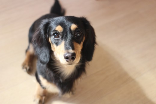 犬の保育園　ばうびー　しつけ　トレーニング　ミニチュアダックスフンド　オスワリ