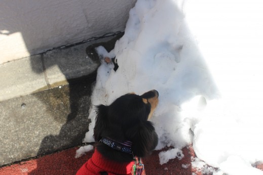 犬の保育園　ばうびー　しつけ　トレーニング　ミニチュアダックスフンド　お散歩　雪道　首輪　リード　洋服