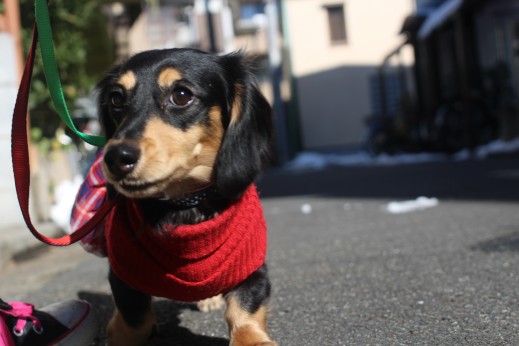 犬の保育園　ばうびー　しつけ　トレーニング　ミニチュアダックスフンド　お散歩　雪道　首輪　リード　洋服