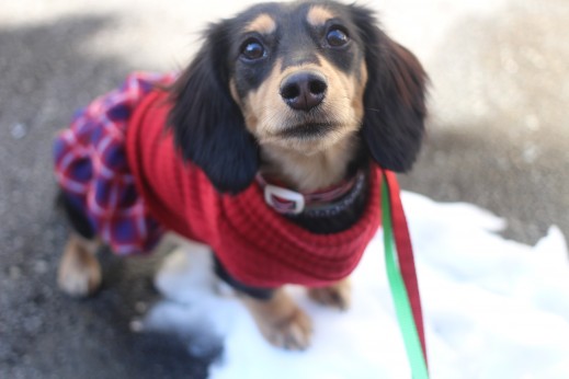 犬の保育園　ばうびー　しつけ　トレーニング　ミニチュアダックスフンド　お散歩　雪道　首輪　リード　洋服
