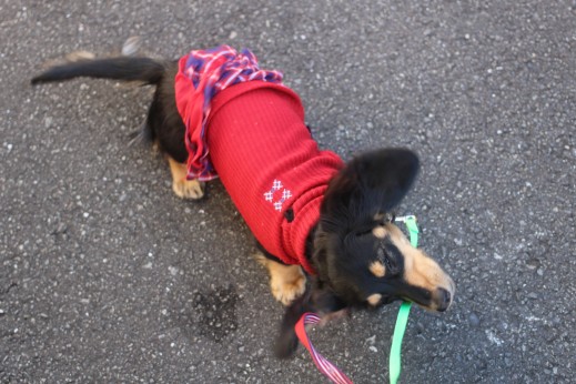犬の保育園　ばうびー　しつけ　トレーニング　ミニチュアダックスフンド　お散歩　雪道　首輪　リード　洋服