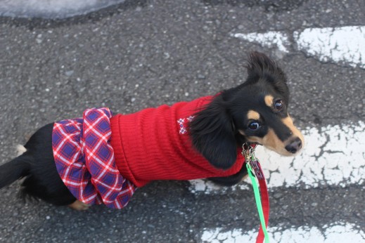 犬の保育園　ばうびー　しつけ　トレーニング　ミニチュアダックスフンド　お散歩　雪道　首輪　リード　洋服