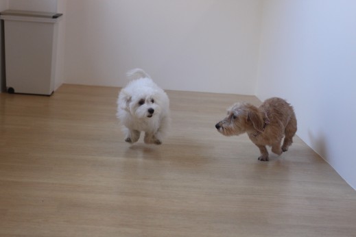 犬の保育園　ばうびー　しつけ　トレーニング　ワイヤーヘアードミニチュアダックスフンド　マルチーズ　トイプードル　MIX　2頭　遊び