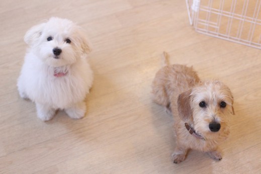 犬の保育園　ばうびー　しつけ　トレーニング　ワイヤーヘアードミニチュアダックスフンド　マルチーズ　トイプードル　MIX　オスワリ　2頭