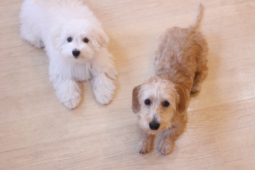 犬の保育園　ばうびー　しつけ　トレーニング　ワイヤーヘアードミニチュアダックスフンド　マルチーズ　トイプードル　MIX　フセ　2頭