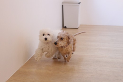 犬の保育園　ばうびー　しつけ　トレーニング　ワイヤーヘアードミニチュアダックスフンド　マルチーズ　トイプードル　MIX　2頭　遊び