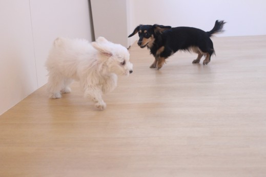 犬の保育園　ばうびー　しつけ　トレーニング　ミニチュアダックスフンド　マルチーズ　トイプードル　MIX　2頭　遊び