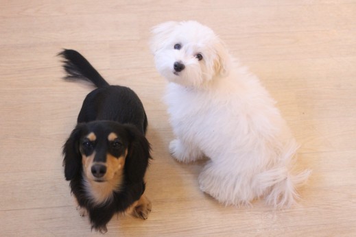犬の保育園　ばうびー　しつけ　トレーニング　マルチーズ　トイプードル　MIX　ミニチュアダックスフンド　2頭　オスワリ