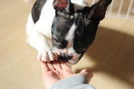 犬の保育園　ばうびー　しつけ　トレーニング　フレンチブルドッグ　お手　オスワリ