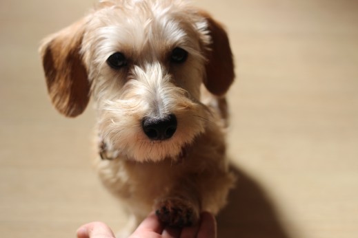 犬の保育園　ばうびー　しつけ　トレーニング　ワイヤーヘアードミニチュアダックス　オスワリ　お手