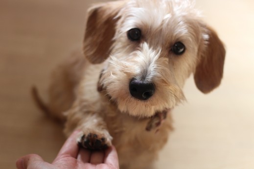 犬の保育園　ばうびー　しつけ　トレーニング　ワイヤーヘアードミニチュアダックス　おかわり　オスワリ