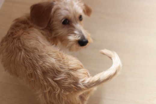 犬の保育園　ばうびー　しつけ　トレーニング　ワイヤーヘアードミニチュアダックス　スピン