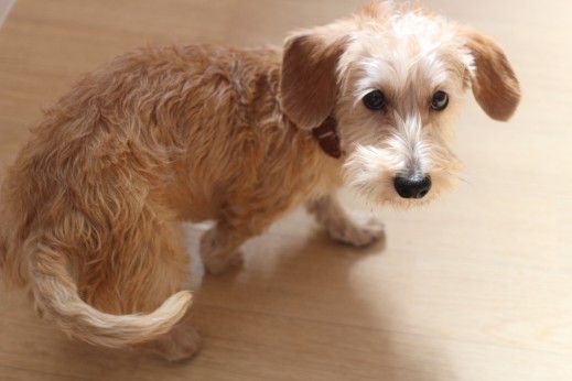犬の保育園　ばうびー　しつけ　トレーニング　ワイヤーヘアードミニチュアダックス　スピン