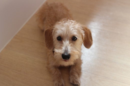 犬の保育園　ばうびー　しつけ　トレーニング　ワイヤーヘアードミニチュアダックス　　スピン　フセ