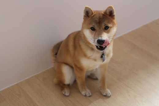 犬の保育園　ばうびー　しつけ　トレーニング　豆柴　オスワリ