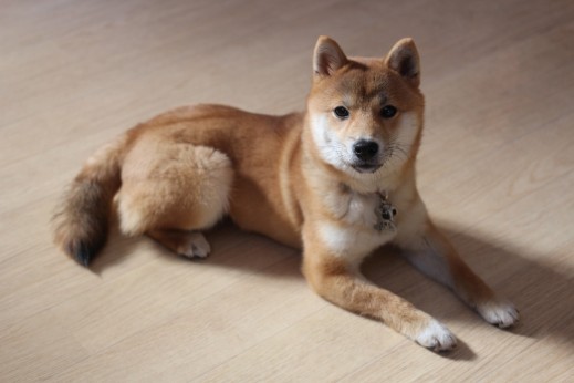 犬の保育園　ばうびー　しつけ　トレーニング　豆柴　フセ