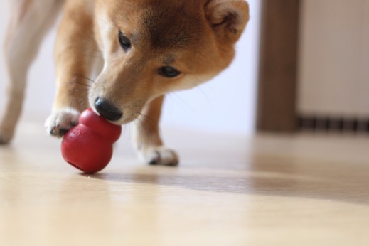 犬の保育園　ばうびー　しつけ　トレーニング　豆柴　コング